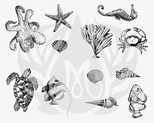 Mayco Silkscreens Sea Life serigrafia ceramica marina