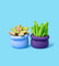 Pott'd Projects Buds & Blooms Succulents kit argilla piante grasse