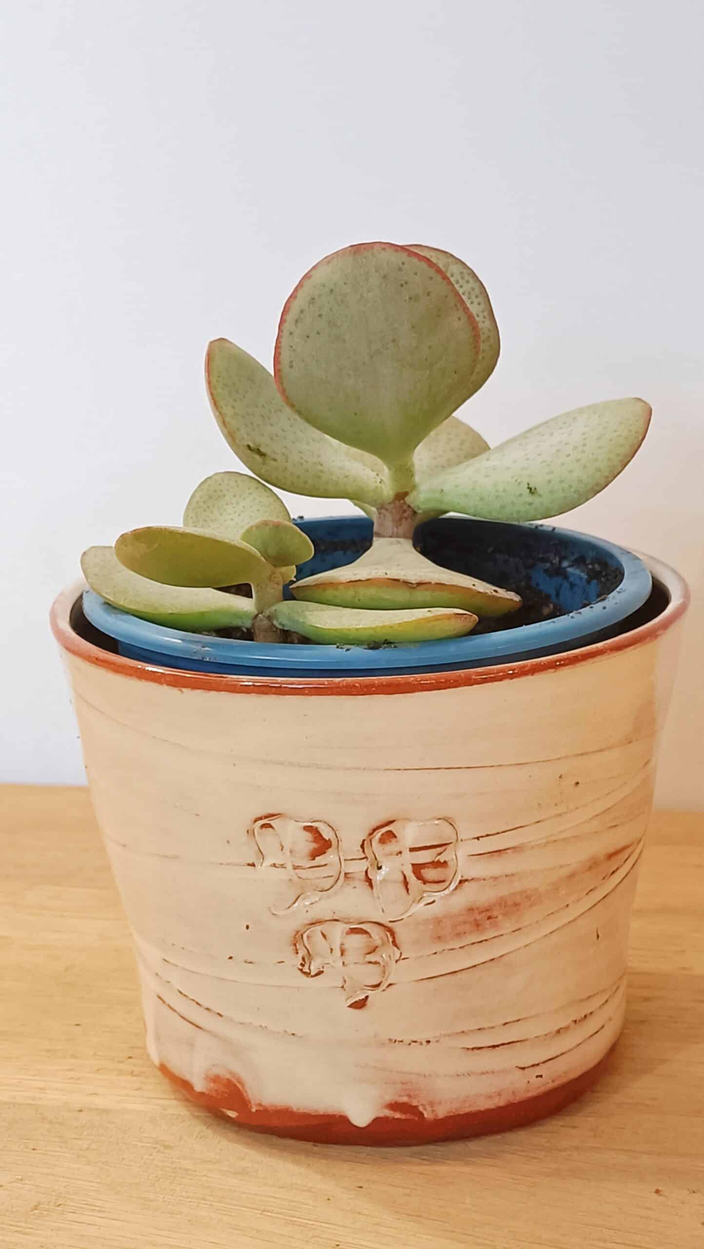 OrientéObjets Pieds Paquets cache-pot ceramica con succulenta