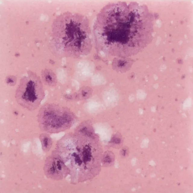 Mayco Jungle Gems Pink Plum smalto ceramica rosa cristalli viola