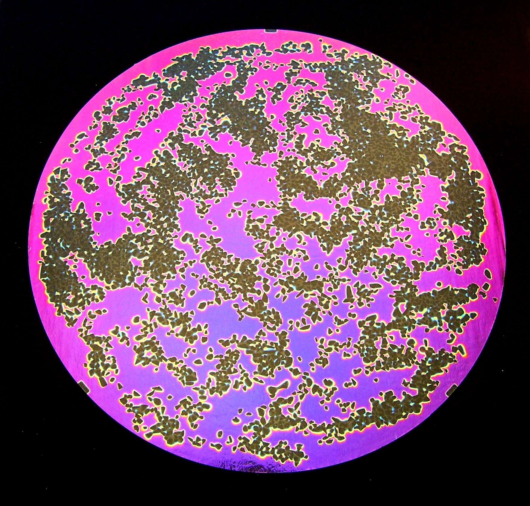 Cbs Splatter Green Magenta vetro dicroico verde magenta 90 96 COE