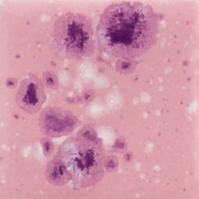Mayco Jungle Gems Pink Plum smalto cristalli rosa