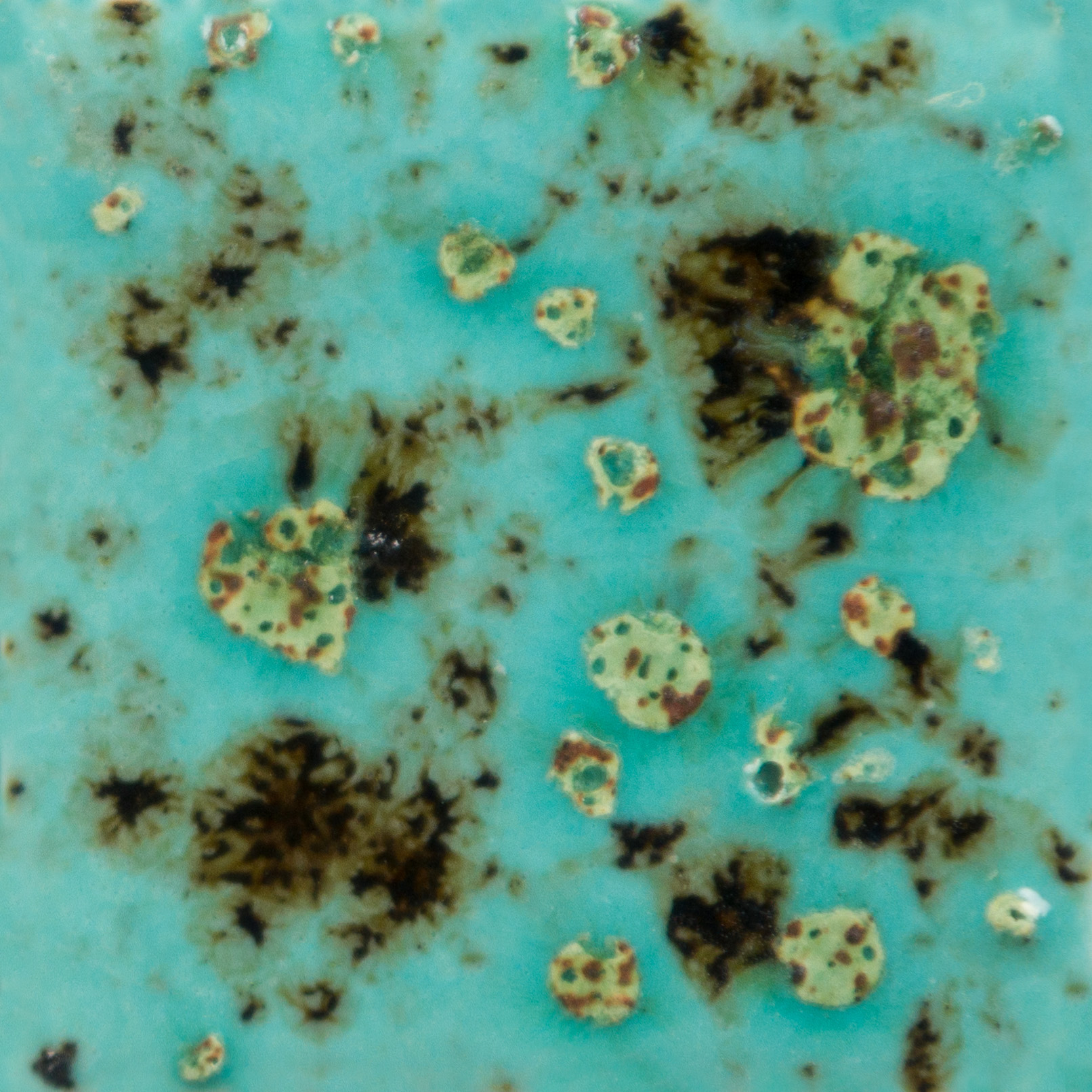 Mayco Jungle Gems Blue Guppy smalto ceramica turchese