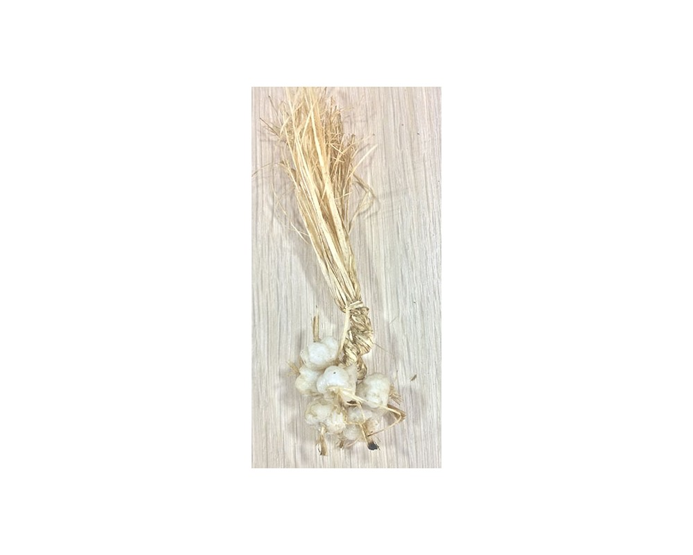 Ditta Montanini MC5 aglio cera presepe H 4 cm