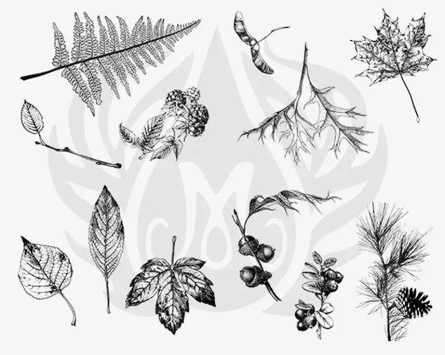 Mayco Silkscreens Serigrafia Ceramica Botanical Leaves foglie