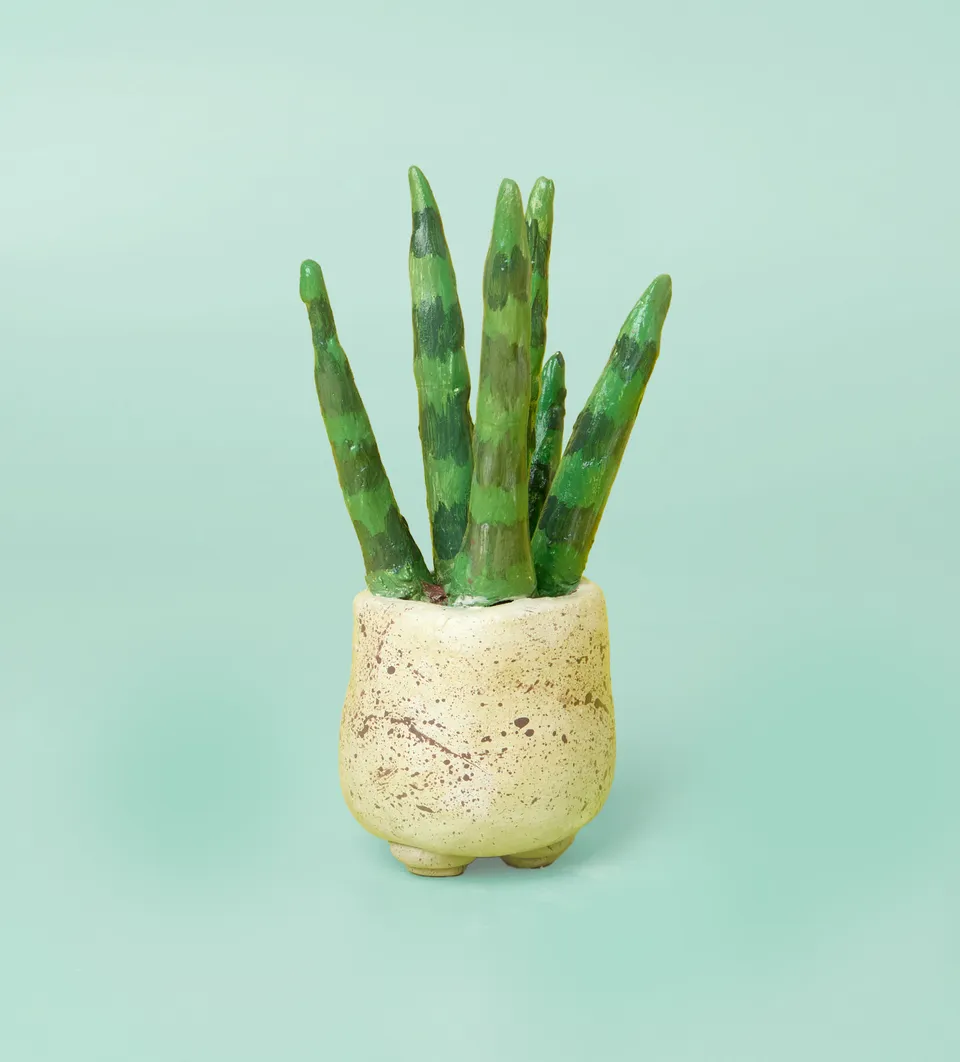 Pott'd Projects Succulente kit modellaggio piante