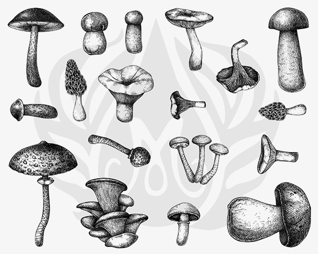 Mayco Silkscreens Mushrooms serigrafia ceramica funghi