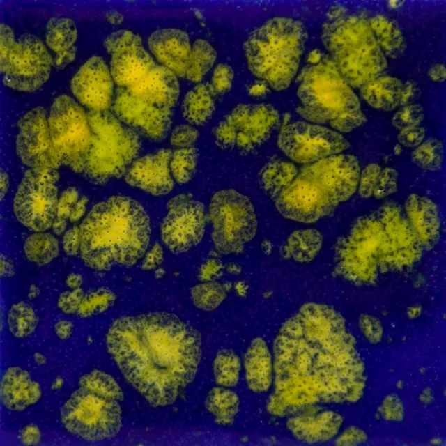 Mayco Jungle Gems Starry Night smalto blu cristalli gialli