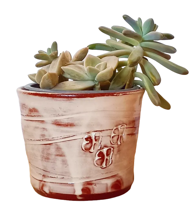 OrientéObjets Pieds Paquets cache-pot ceramica con succulenta