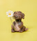 Pott'd Projects Compagnon Petal cane fiore kit argilla fai da te