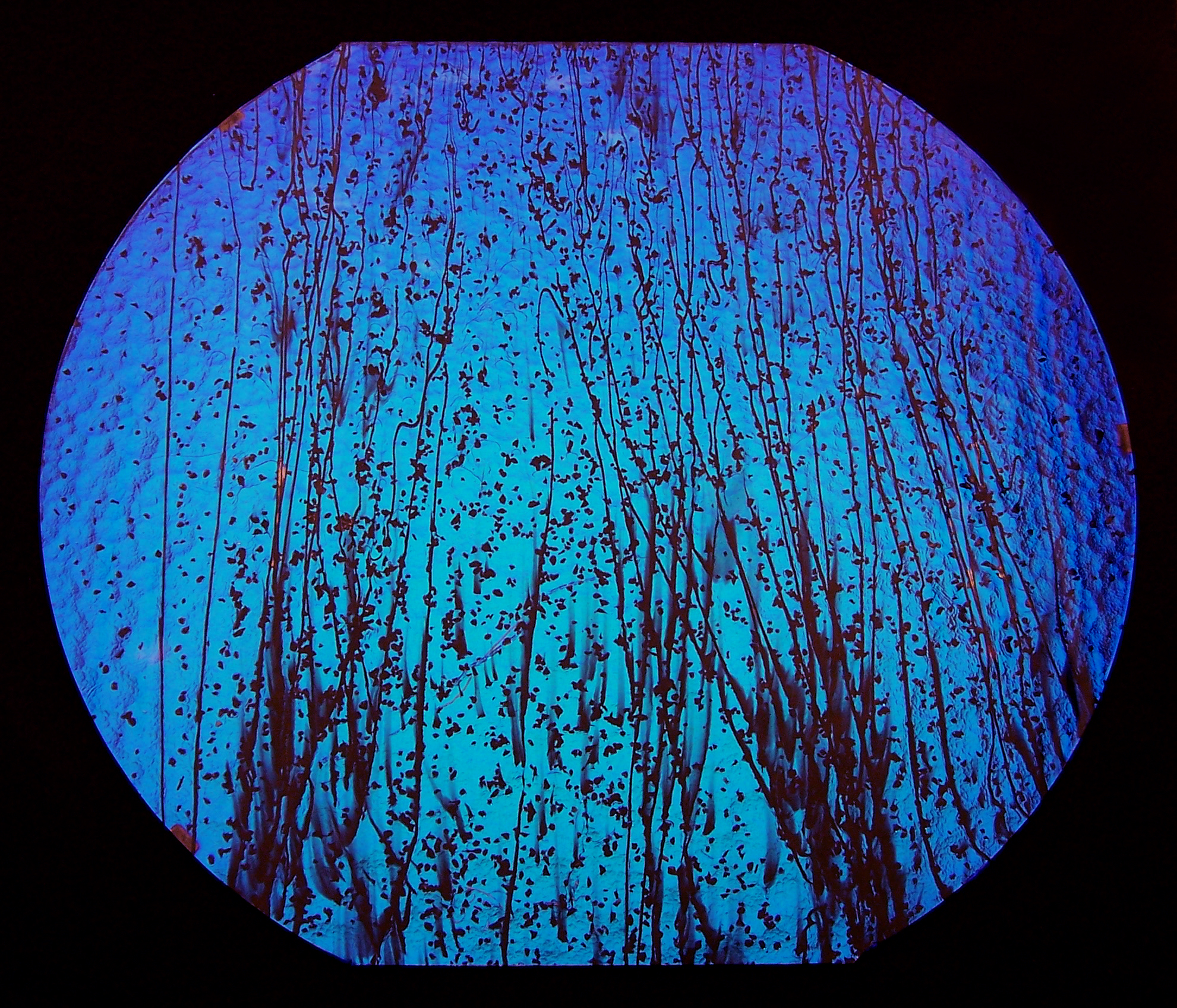 Cbs Dichroic Specialty Glass Mardi Gras 4200 vetro fusione Yellow Blue