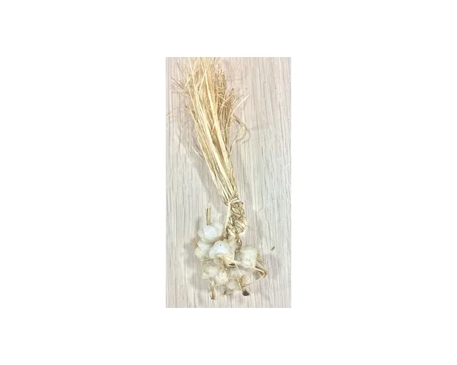 Ditta Montanini MC5 aglio cera presepe H 4 cm