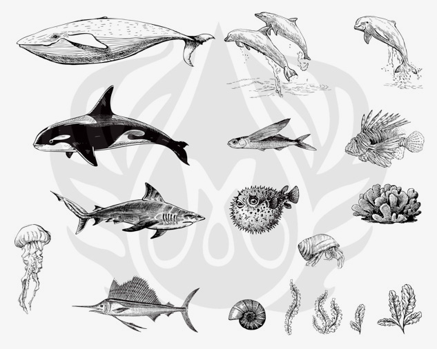 Mayco Silkscreens Sea Life 2 stencil ceramica mare