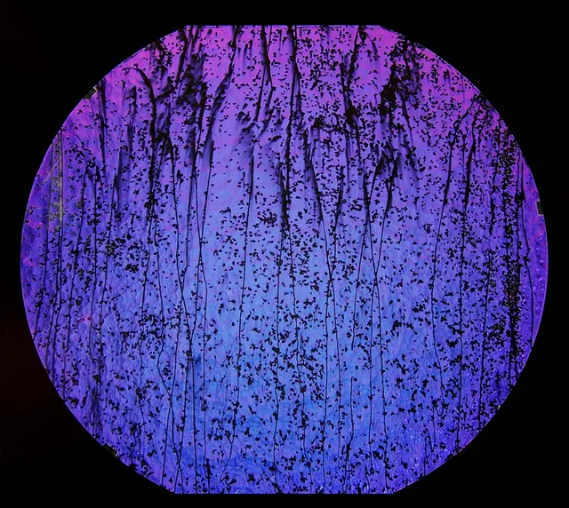 Cbs Dichroic Mardi Gras 4200 vetro Green Magenta Blue 90